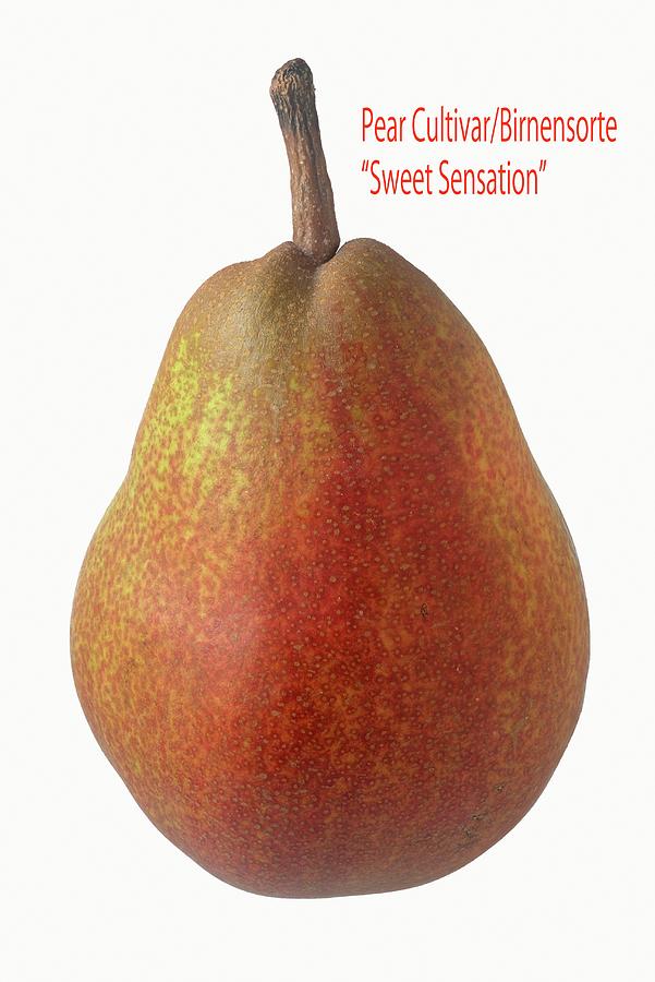 A Sweet Sensation Pear Photograph by Dr. Martin Baumgrtner