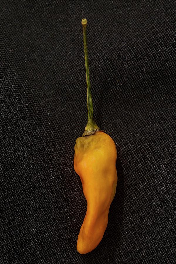A Tabanaga Chilli Pepper Photograph by Alfonso Calero