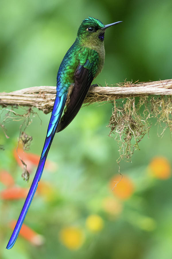 A tail of beauty Photograph by Frode Jacobsen - Fine Art America