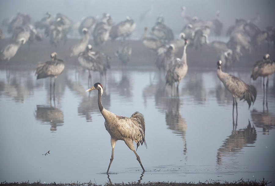A Tale Of A Walking Crane Photograph by Tali Stein