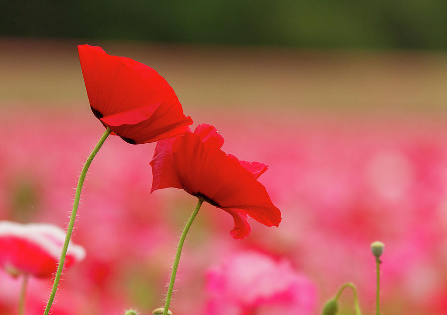 A Tale of  Two Poppies Photograph by Jean Noren
