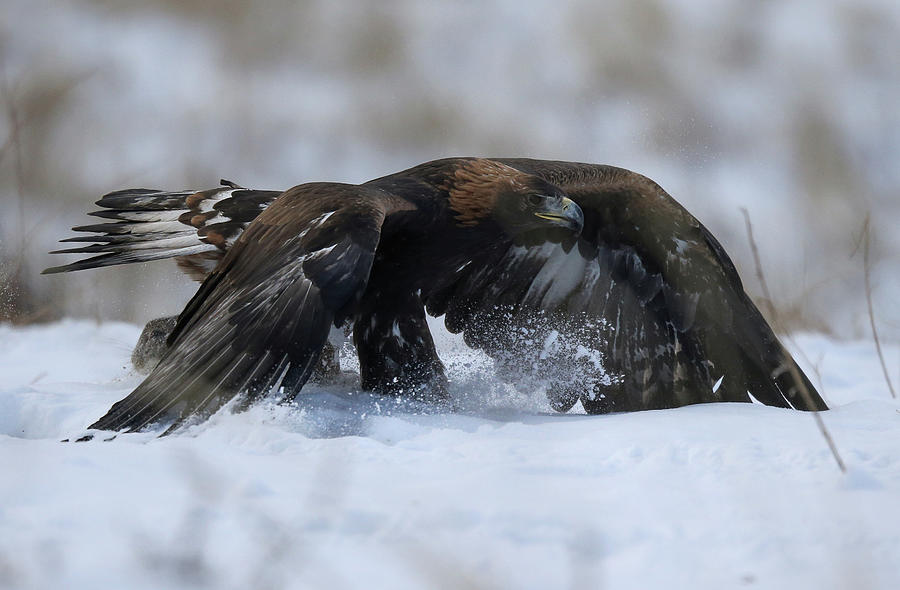 Hawk Photograph - A Tamed Golden Eagle Attacks a Rabbit by Pavel Mikheyev