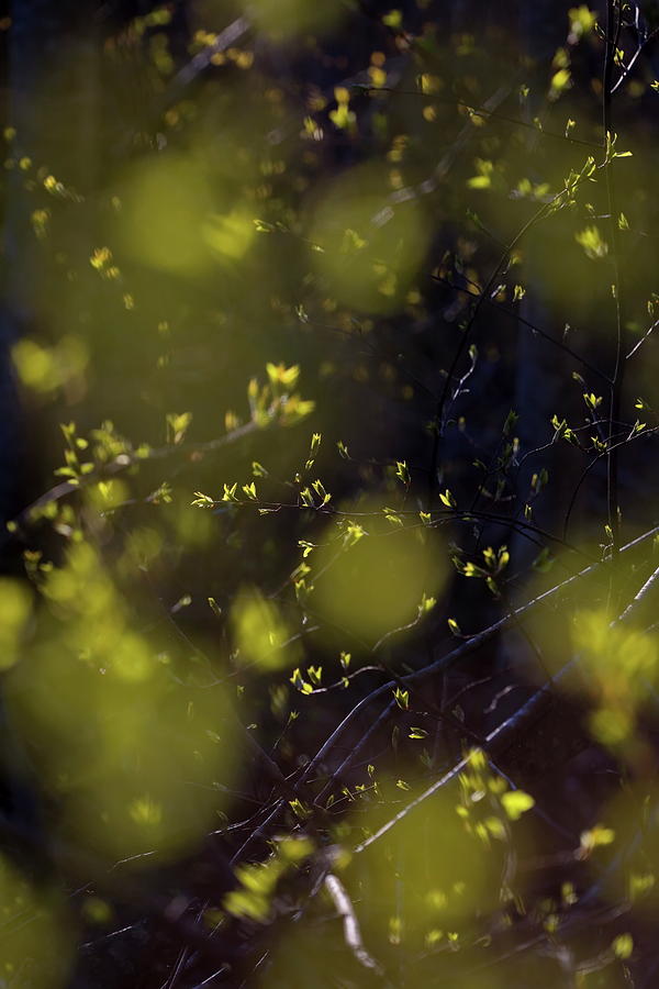 A tangle of glowing green spring leaves on a sunny day Photograph by Ulrich Kunst And Bettina Scheidulin