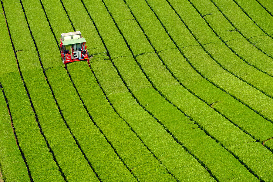 Landscape Photograph - A Tea Plantation by Kazuhiro Komai