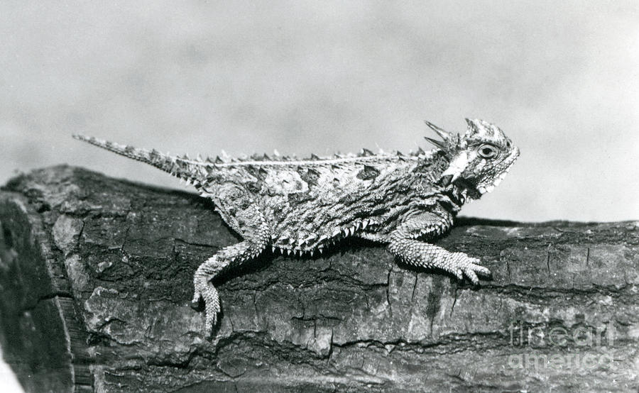 A Texas Horned Lizard/ Horntoad/horned Toad/horny Toad Resting On A Log At London Zoo In August 1928 Photograph by Frederick William Bond