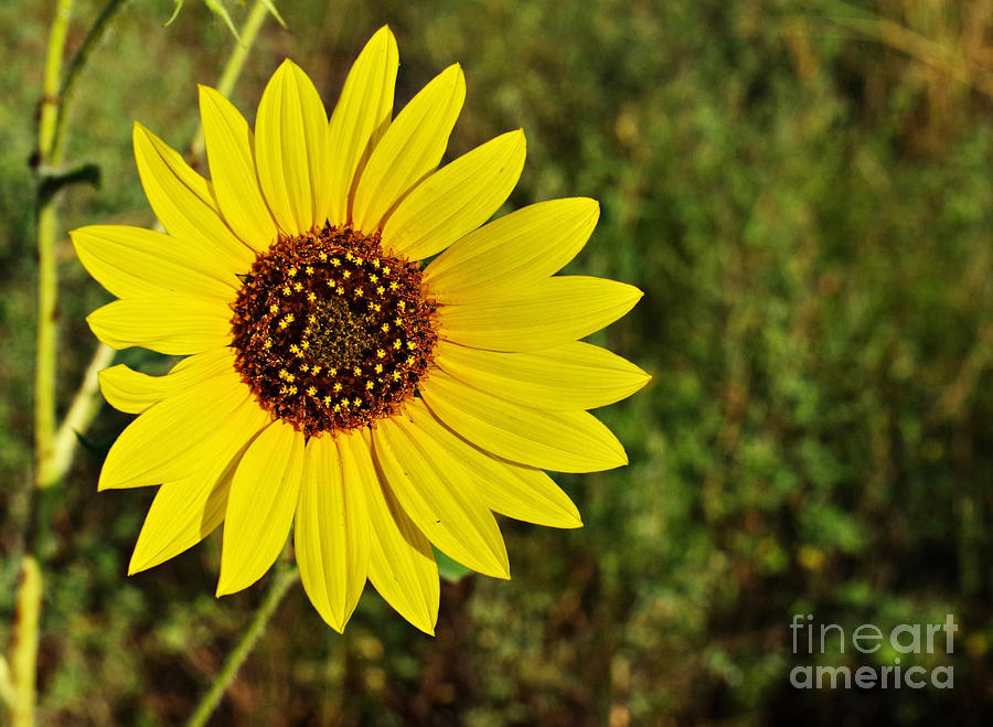 A Texas Sunflower Photograph by Gary Richards