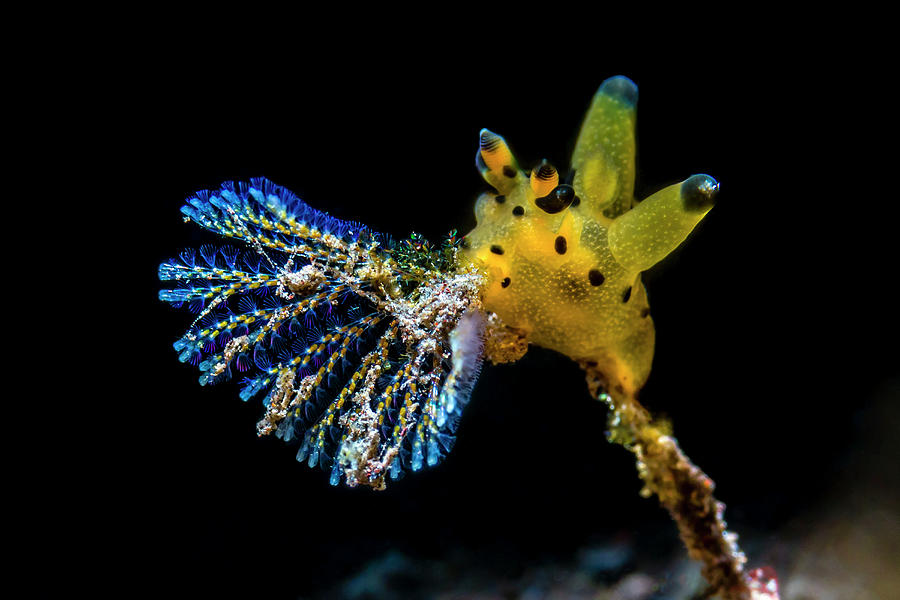 A Thecacera Genus Of Nudibranch Photograph by Bruce Shafer