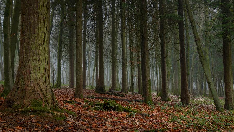 Tree Photograph - A Thin Fog Lingers In A Forest by Stuart Short