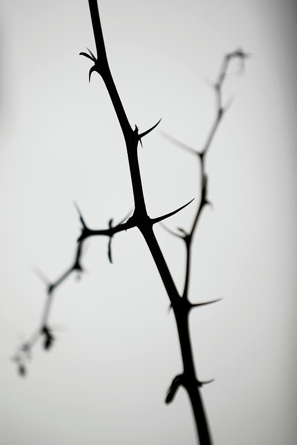 A Thorny Branch of the Christs Thorn Photograph by Amir Cohen - Fine ...