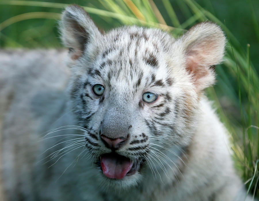 A Three-month-old Bengal White Tiger Photograph by Enrique Marcarian ...