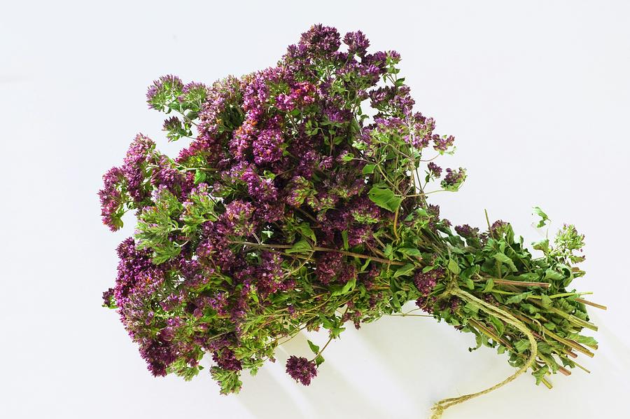 A Tied Bunch Of Oregano Flowers Photograph by Friedrich Strauss
