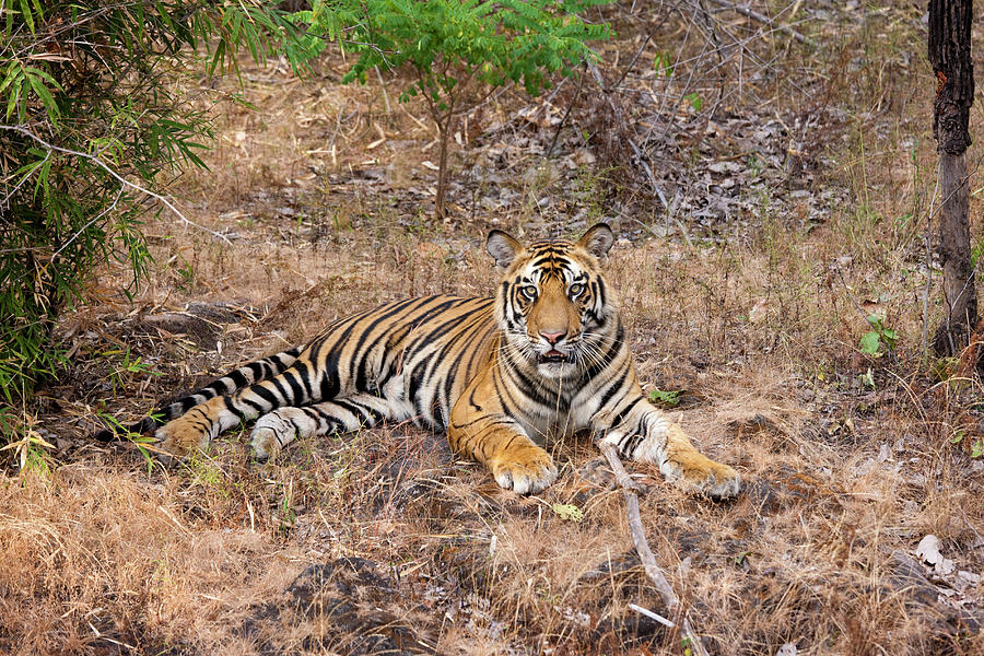 A Tiger In Bandhavgarh National Park Photograph by Mint Images - Art Wolfe