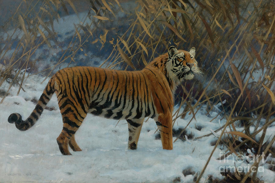 A Tiger In The Snow Drawing by Heritage Images