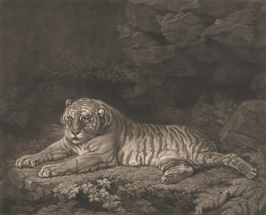 A Tigress Relief by John Dixon