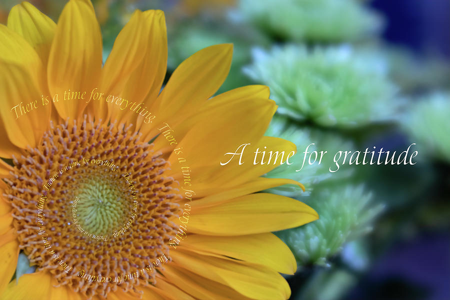 Sunflower Digital Art - A Time for Gratitude by Terry Davis