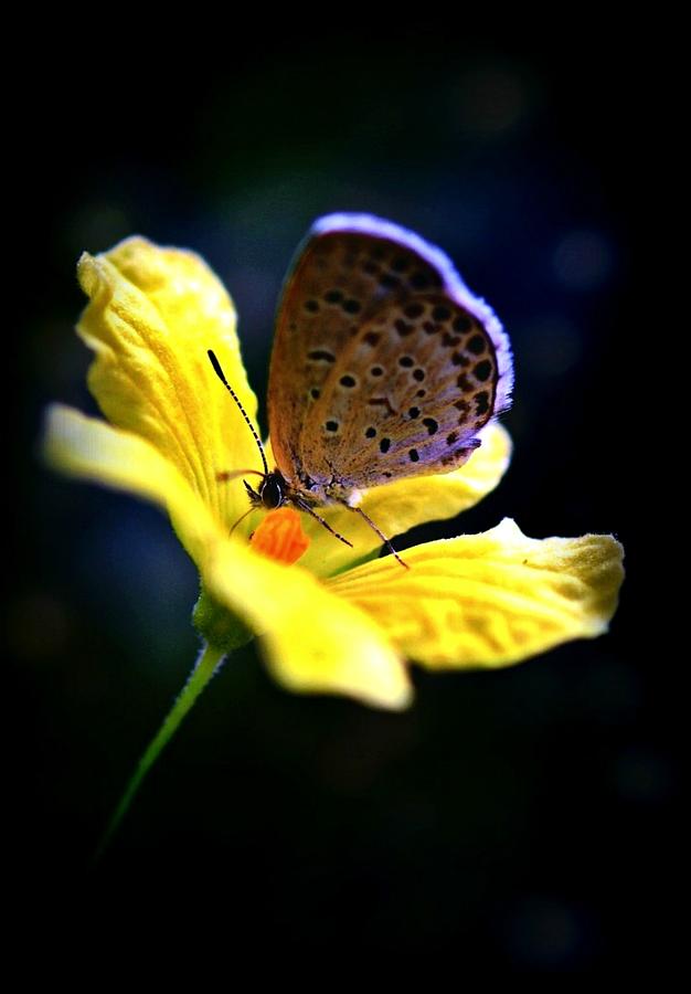 A Tiny Butterfly On A Yellow Flower Photograph by Autumnn