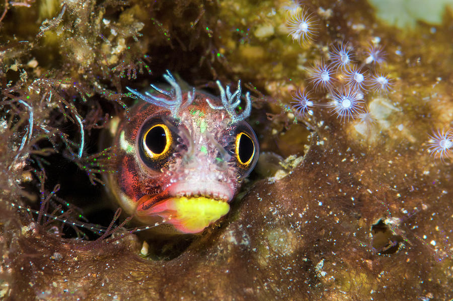 A Tiny Revillagigedos Barnacle-blenny Peeking Out From A Photograph by ...