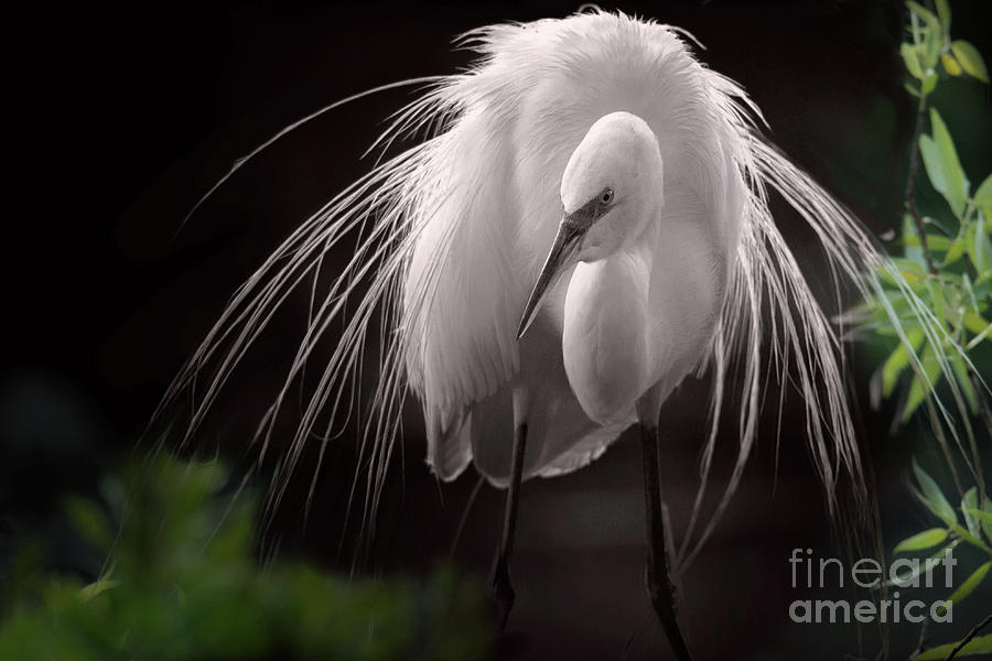 A Touch Of Class - Great Egret With Plumage Photograph by Mary Lou Chmura