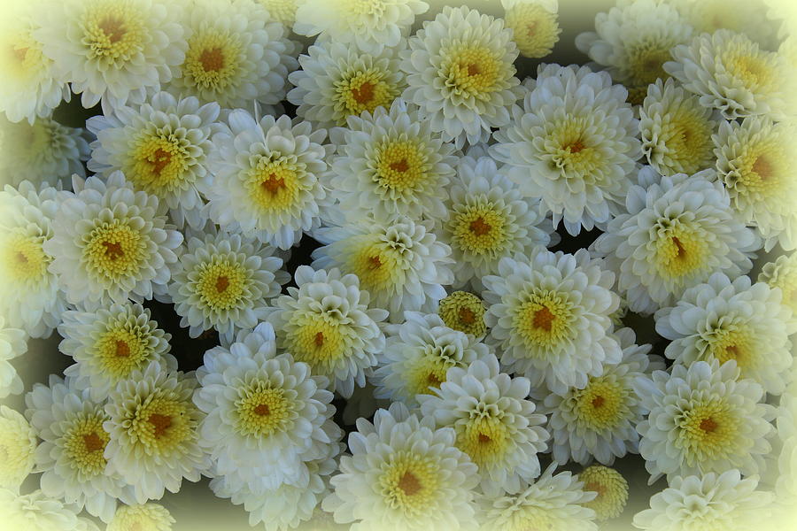 A Touch of Gold on White Mums Photograph by Dora Sofia Caputo