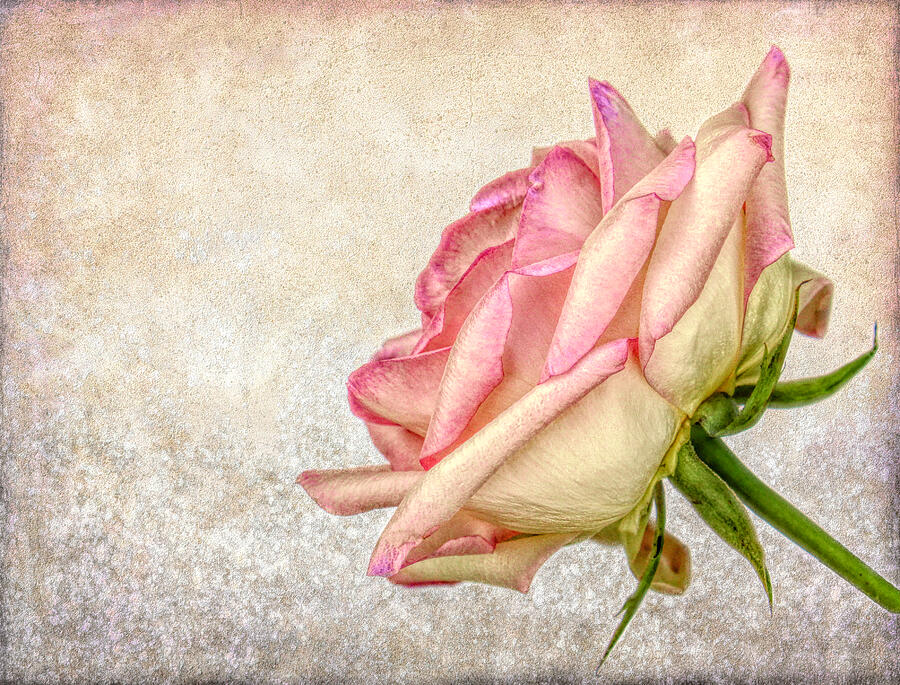 Rose Photograph - A Touch Of Pink HDR by Judy Vincent