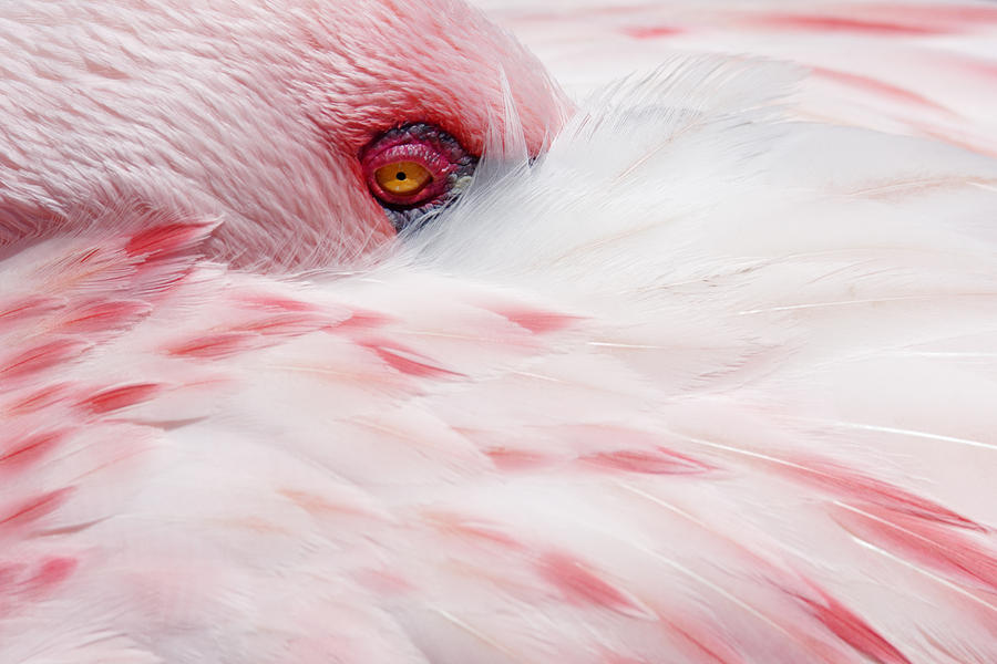 A Touch of Pink -- Lesser Flamingo at San Diego Zoo Safari Park, California Photograph by Darin Volpe