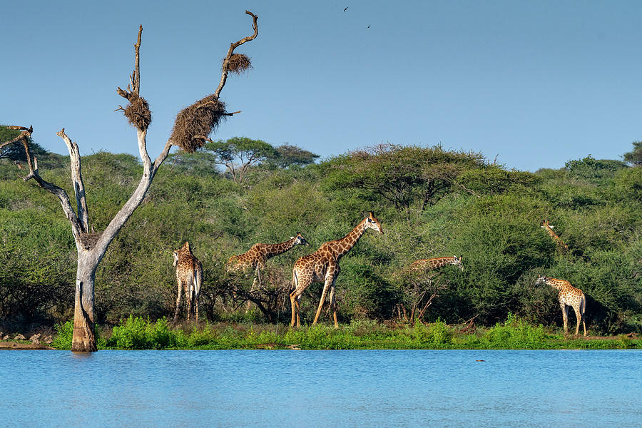 A Tower of Giraffes Photograph by Mark Hunter