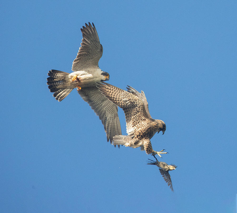 A Training Day Photograph by Cheng Chang | Fine Art America