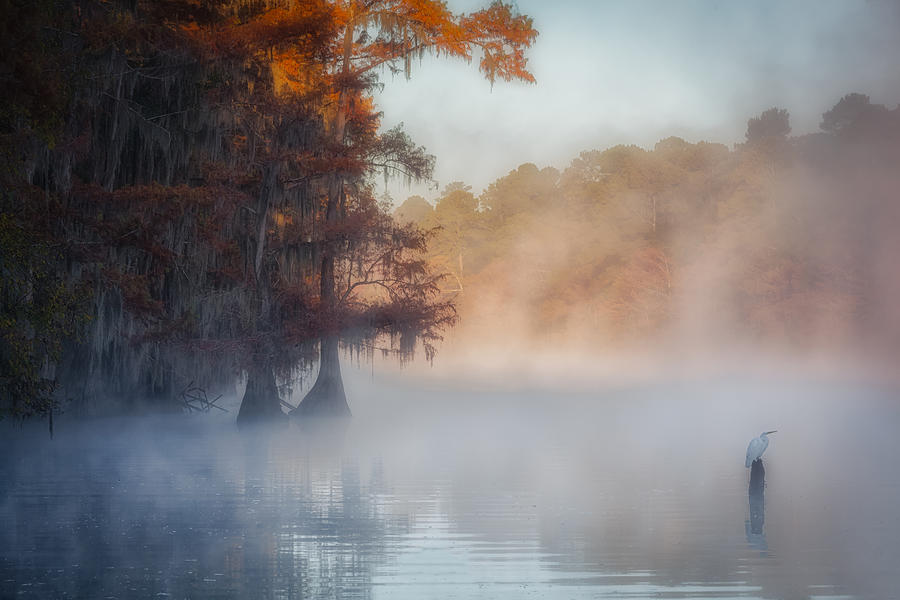 Bird Photograph - A Tranquil Morning At Caddo Lake by Michael Zheng Bird Photograph - A Tranquil Morning At Caddo Lake by Michael Zheng
