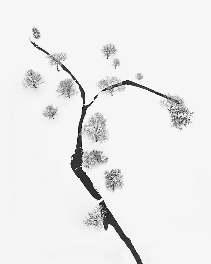 Winter Photograph - A Tree And Trees by Mei Xu