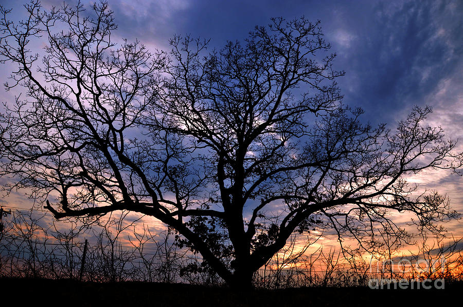 A Tree At Sunset Photograph by Sheila Lee