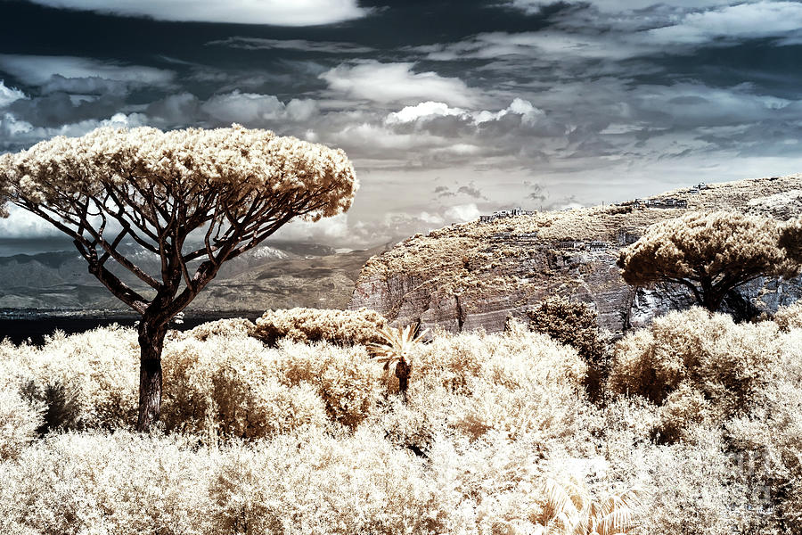A Tree Grows in Sorrento Infrared Photograph by John Rizzuto