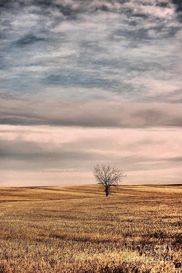 Tree Photograph - A tree in no where  by Jeff Swan
