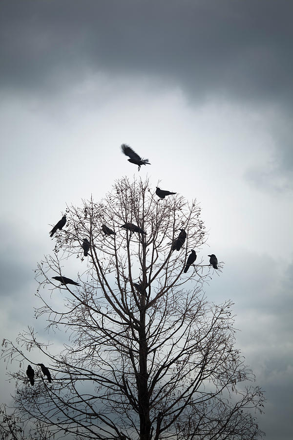 A Tree In Which Many Crows Have Rest Photograph by Hiroshi Watanabe