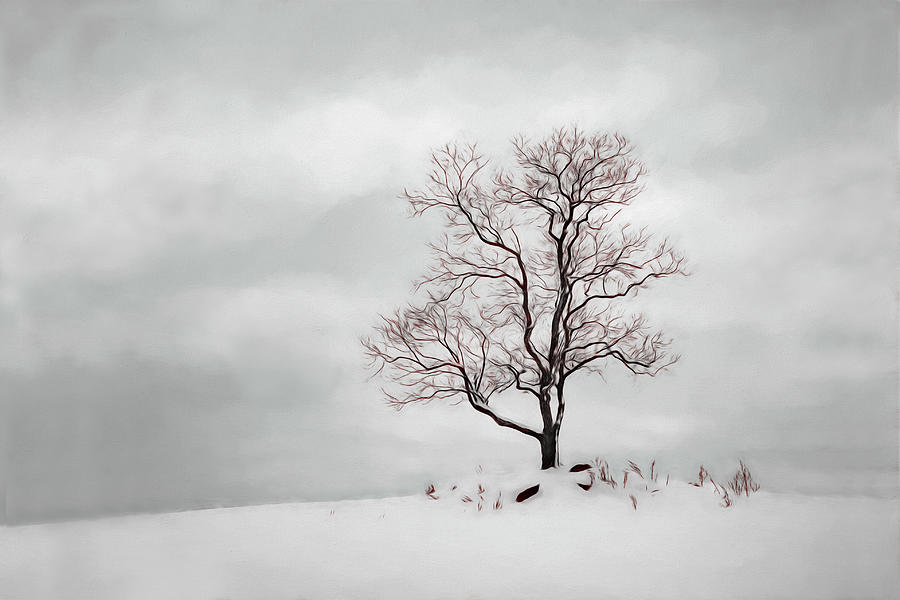 A Tree In Winter Photograph by Terri Schaffer - Lifes Color