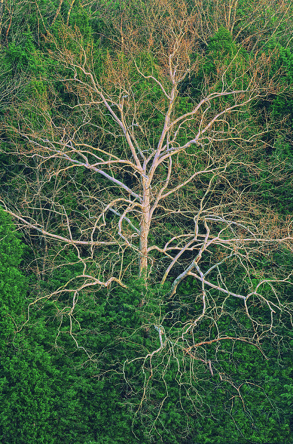 A Tree Is An Object Of Beauty, Naturally. Photograph by Bijan Pirnia
