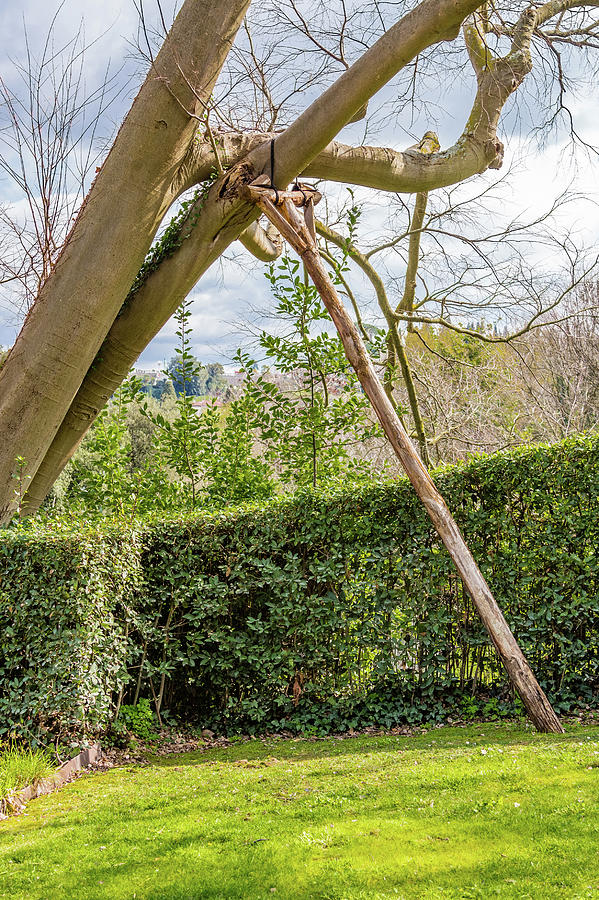 A Tree On A Crutch Photograph by Vivida Photo PC