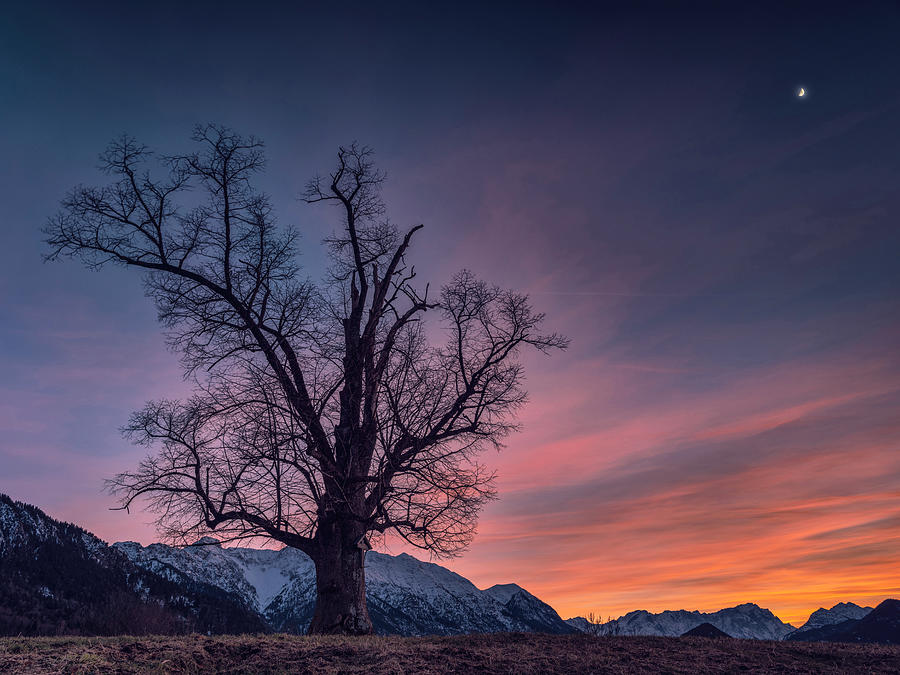 A Tree On A Hill At The Blue Hour With A View Of The Karwendel And Wetterstein Mountains, Eschenlohe, Upper Bavaria, Germany Photograph by Peter Siegfried Zoeller