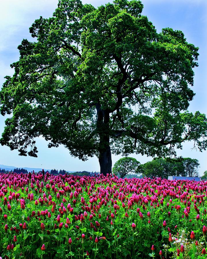 A Tree---outstanding In Its Field Photograph by Darrell Wyatt A Tree---outstanding In Its Field Photograph by Darrell Wyatt