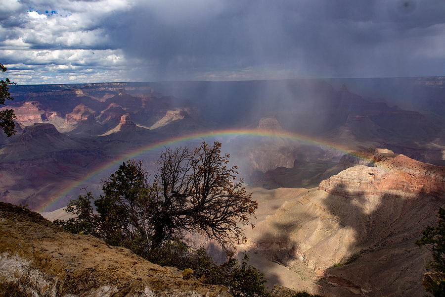 A Tree Under a Rainbow in the Grand Canyon Photograph by L Bosco