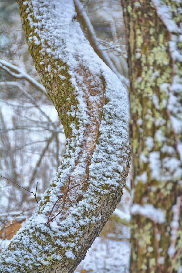 Bend Photograph - A Trees Crook by Jamart Photography