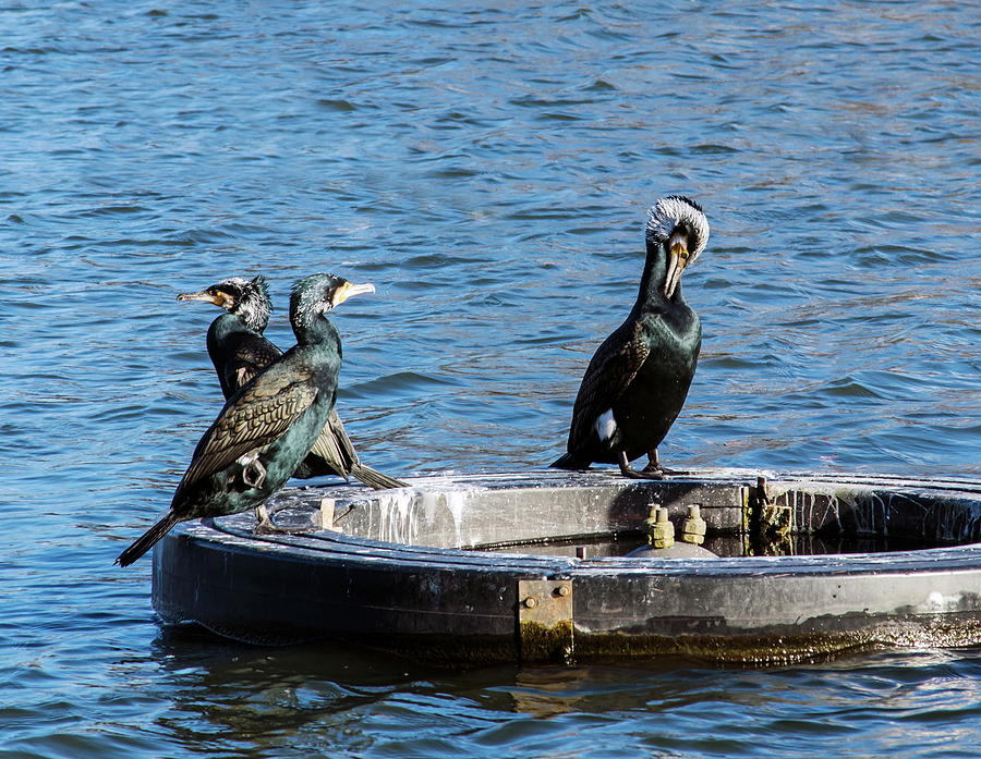A Trio Of Cormorants Photograph by Jeff Townsend