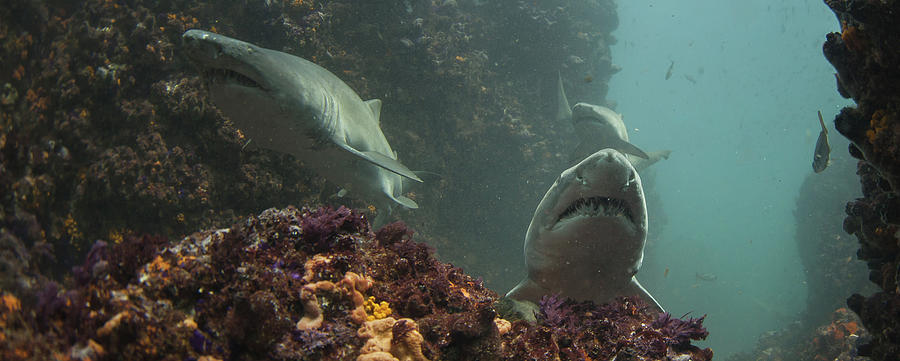 A Trio Of Ragged Tooth Sharks Foraging Photograph by Rainer Schimpf A Trio Of Ragged Tooth Sharks Foraging Photograph by Rainer Schimpf