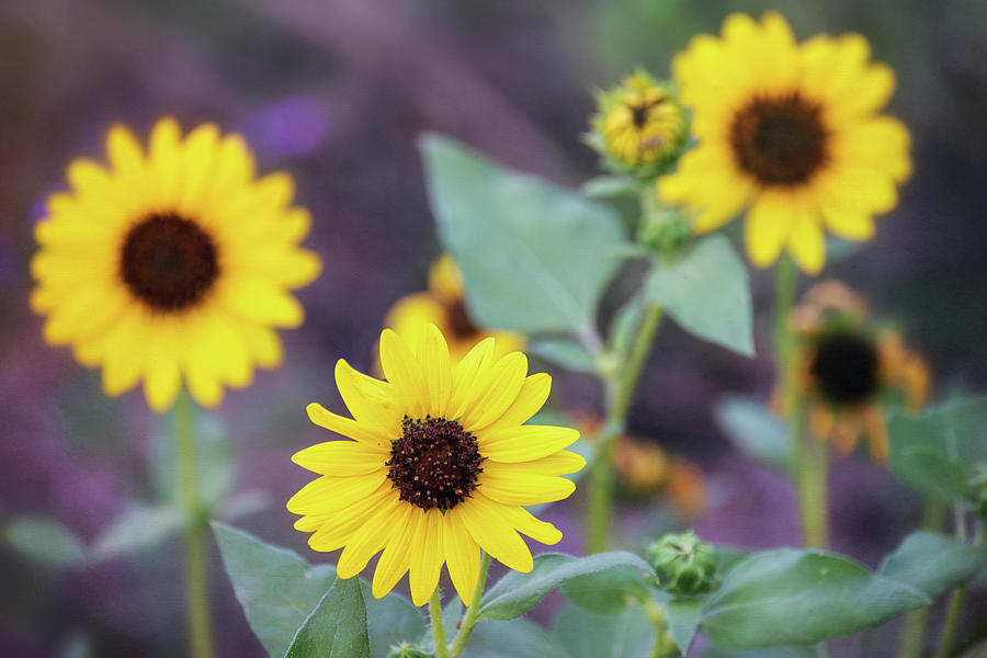 A Trio Of Sunflowers  Photograph by Saija Lehtonen