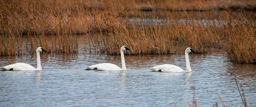 Nature Photograph - A Trio of Swans by Phyllis Taylor