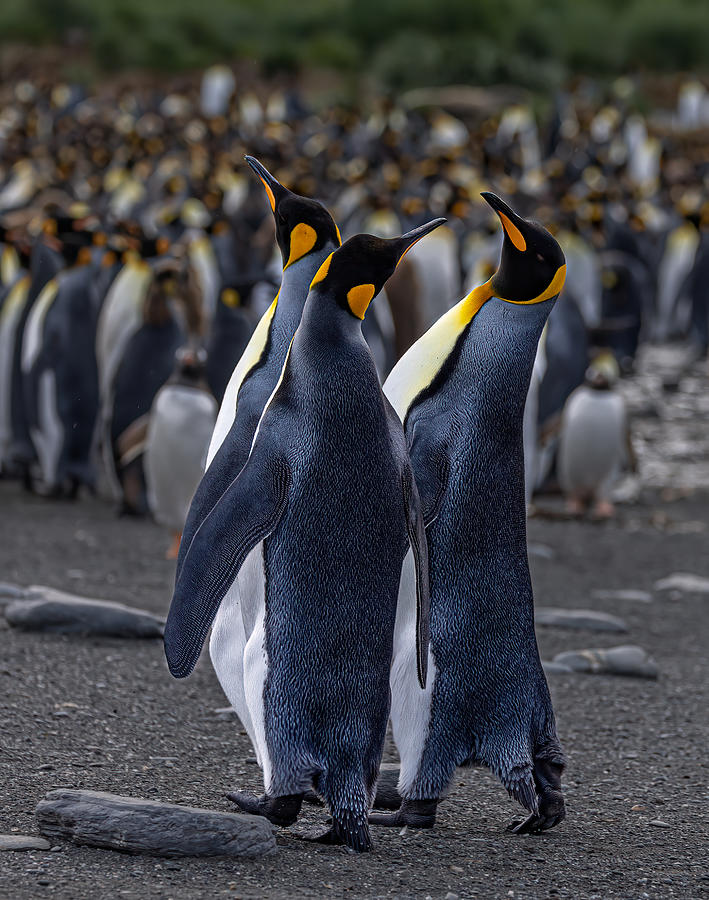 A Trio Of Tuxedoed Penguins Photograph by Ning Lin - Fine Art America