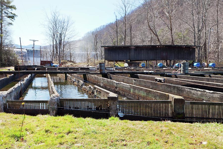 A Trout Farm With A Dam In Background Photograph by Amy Kalyn Sims