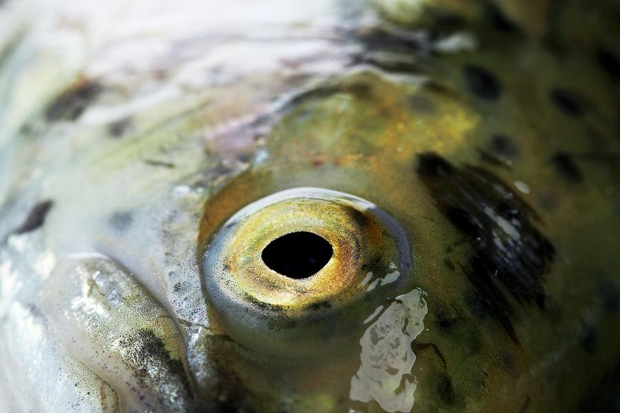 A Trout's Eye Photograph by Miriam Rapado