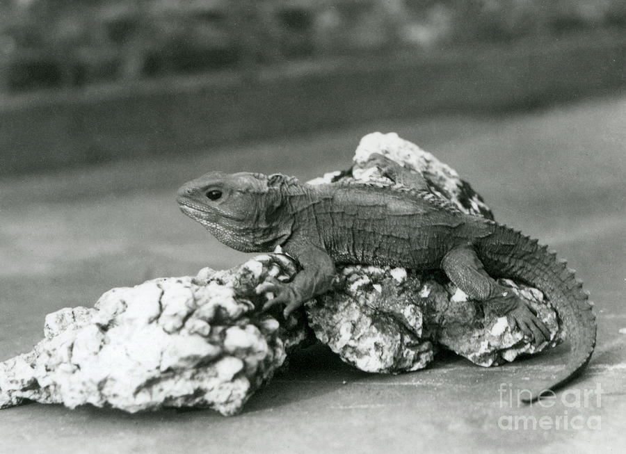 A Tuatara, Lying On A Rock, At London Zoo In 1929 Photograph by Frederick William Bond