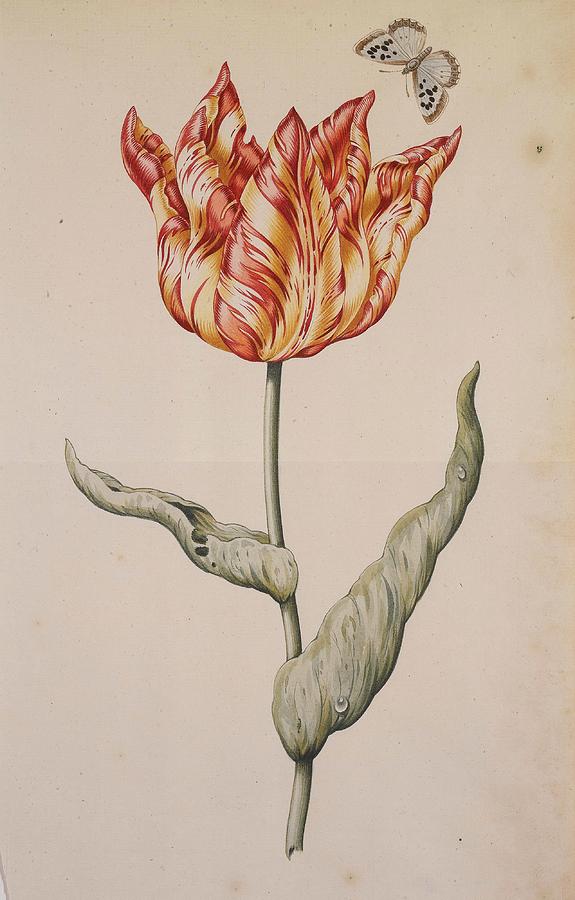 A Tulip With A Butterfly Painting by Dutch School