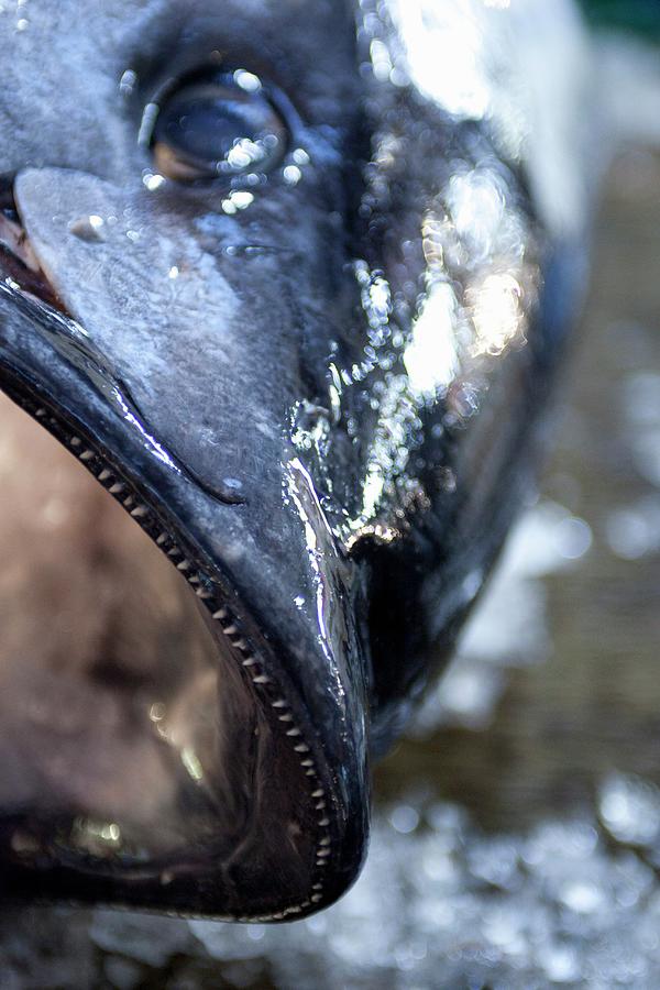 A Tuna Head Photograph by Joerg Lehmann
